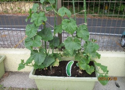 保育園の野菜が大きくなっています。 お野菜できるかな？