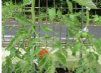 保育園のお野菜